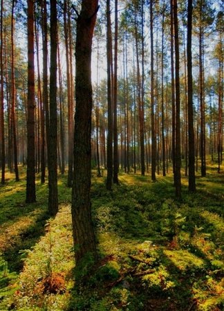 Купить участки на Рублево-Успенском шоссе